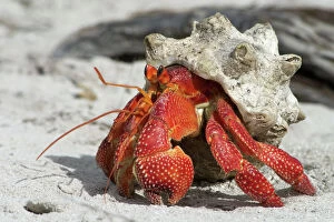 Red Hermit Crab - Emerging from its shell