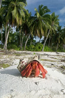 Red Hermit Crab in its habitat, emerging from its shell