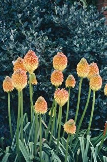 Images Dated 19th July 2005: Red Hot Poker / Torch Lily