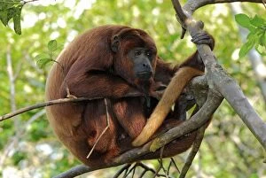 Images Dated 5th September 2007: Red Howler Monkey