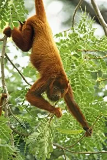 Images Dated 20th October 2010: Red Howler Monkey