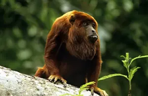 Red Howler Monkey