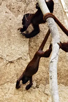 Clay Lick Prints: Red Howler Monkey - eating clay Tambopata Nature Reserve Peru