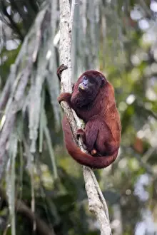 Red Howler Monkey - eating clay Tambopata Nature Reserve Peru