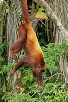 Red Howler Monkey - hanging by tail (Alouatta seniculus)