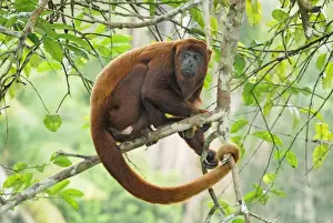Red Howler Monkey - Iquitos - Peru