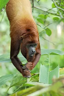 Red Howler Monkey - Iquitos - Peru