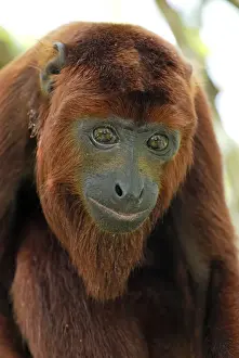 Red Howler Monkey - Iquitos - Peru