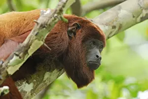 Red Howler Monkey - Iquitos - Peru