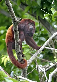 Red Howler Monkey - Male. llianos Venezuela
