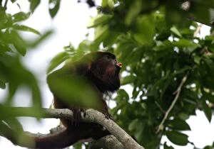 Images Dated 1st May 2004: Red Howler Monkey - Male. llianos Venezuela
