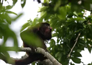 Red Howler Monkey - Male. llianos Venezuela