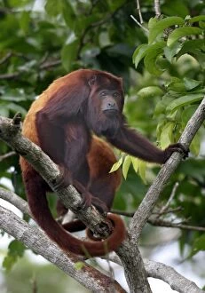 Red Howler Monkey - Male in tree, using prehensile tail