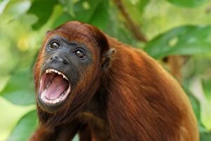 Images Dated 9th September 2007: Red Howler Monkey - with mouth open