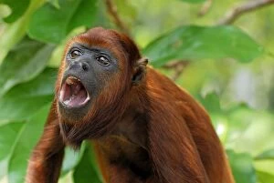 Red Howler Monkey - with mouth open (Alouatta seniculus)