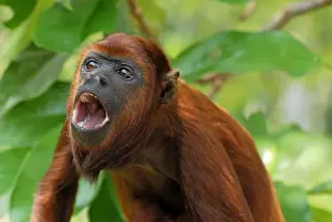 Red Howler Monkey - with mouth open - Iquitos - Peru