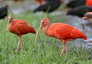 Images Dated 27th April 2004: Red Ibis