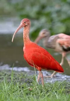 Images Dated 27th April 2004: Red Ibis