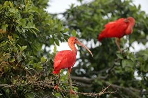 Images Dated 22nd April 2004: Red Ibis