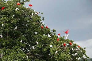 Images Dated 19th April 2004: Red Ibis
