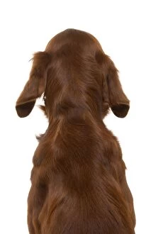 Images Dated 30th December 2006: Red / Irish Setter - back view, sitting