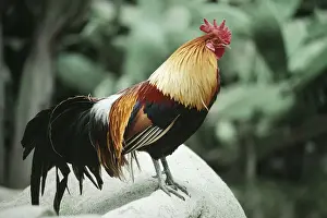 Pheasants Prints: Red Jungle Fowl - male