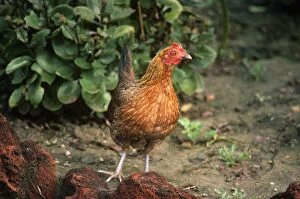 Images Dated 19th July 2007: Red Junglefowl - female