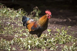 Images Dated 29th March 2006: Red Junglefowl A free ranging rooster at Mt House Station, a remote cattle station on the Gibb