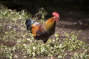 Red Junglefowl A free ranging rooster at Mt House Station, a remote cattle station on the Gibb River Road, Kimberley, Western Australia. These birds originally imported from Indonesia