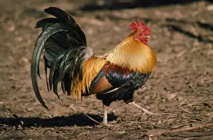 Red Junglefowl - male India, Nepal & Bangladesh