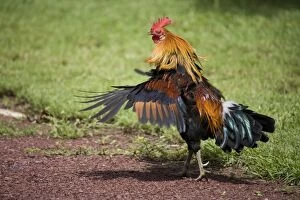 Red Junglefowl rooster shaking feathers