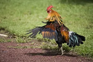Red Junglefowl rooster shaking feathers A free ranging rooster at Mt House Station, a remote cattle station on the Gibb River Road, Kimberley, Western Australia. These birds originally imported from Indonesia