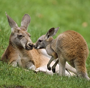 Images Dated 22nd September 2006: Red Kanagaroo - female with offspring
