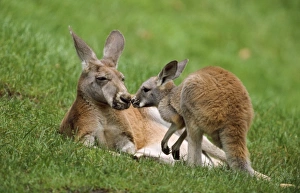 Images Dated 22nd September 2006: Red Kanagaroo - female with offspring