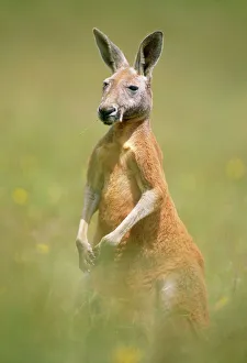 Red Kangaroo Red Kangaroo