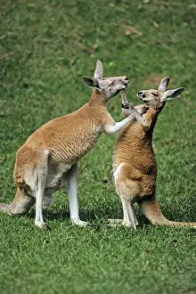 Red Kangaroo - 2 animals boxing, Emmen, Holland