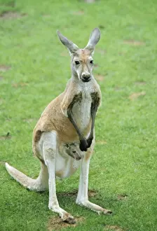 Red Kangaroo ME 626 With Baby in pouch Macropus rufus © Johan De Meester / ardea. com