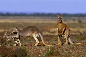 Father Prints: Red Kangaroo - Adult male with female and young - Western New South Wales