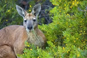 Red Kangaroo - big adult male Red Kangaroo sitting between blooming acacia bushes feeding on grass