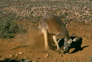 Kangaroo Prints: Red Kangaroo - digging ‘hip hole before lying down - Australia JPF44031