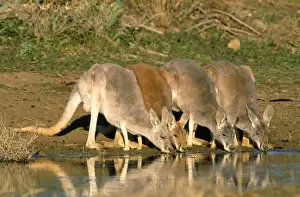 Red Kangaroo - drinking in dam - Kinchega National Park - Western NSW - Australia