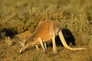 Roos Prints: Red Kangaroo - feeding - Western NSW - Australia