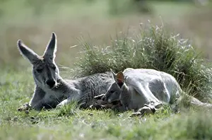 Adults Prints: Red Kangaroo - female blue flyer & joey