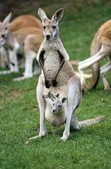 Red Kangaroo - female with a joey in her pouch