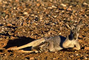 Pouch Prints: Red Kangaroo - female with joey in pouch in hip hole - NSW - Australia