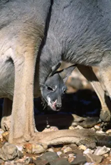 Red Kangaroo - female with joey in pouch - Kinchega National Park - Western NSW - Australia