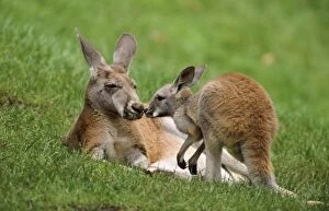 Red Kangaroo - female lying down touching noses with a joey