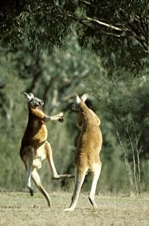 Red kangaroo - fighting