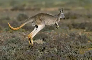 Red Kangaroo - hopping - Western NSW - Australia