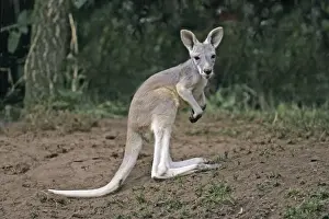 Kangaroo Prints: Red Kangaroo - Joey or young animal, Emmen, Holland